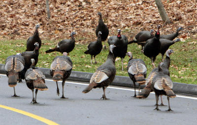 Turkeys invade Colorado suburbs