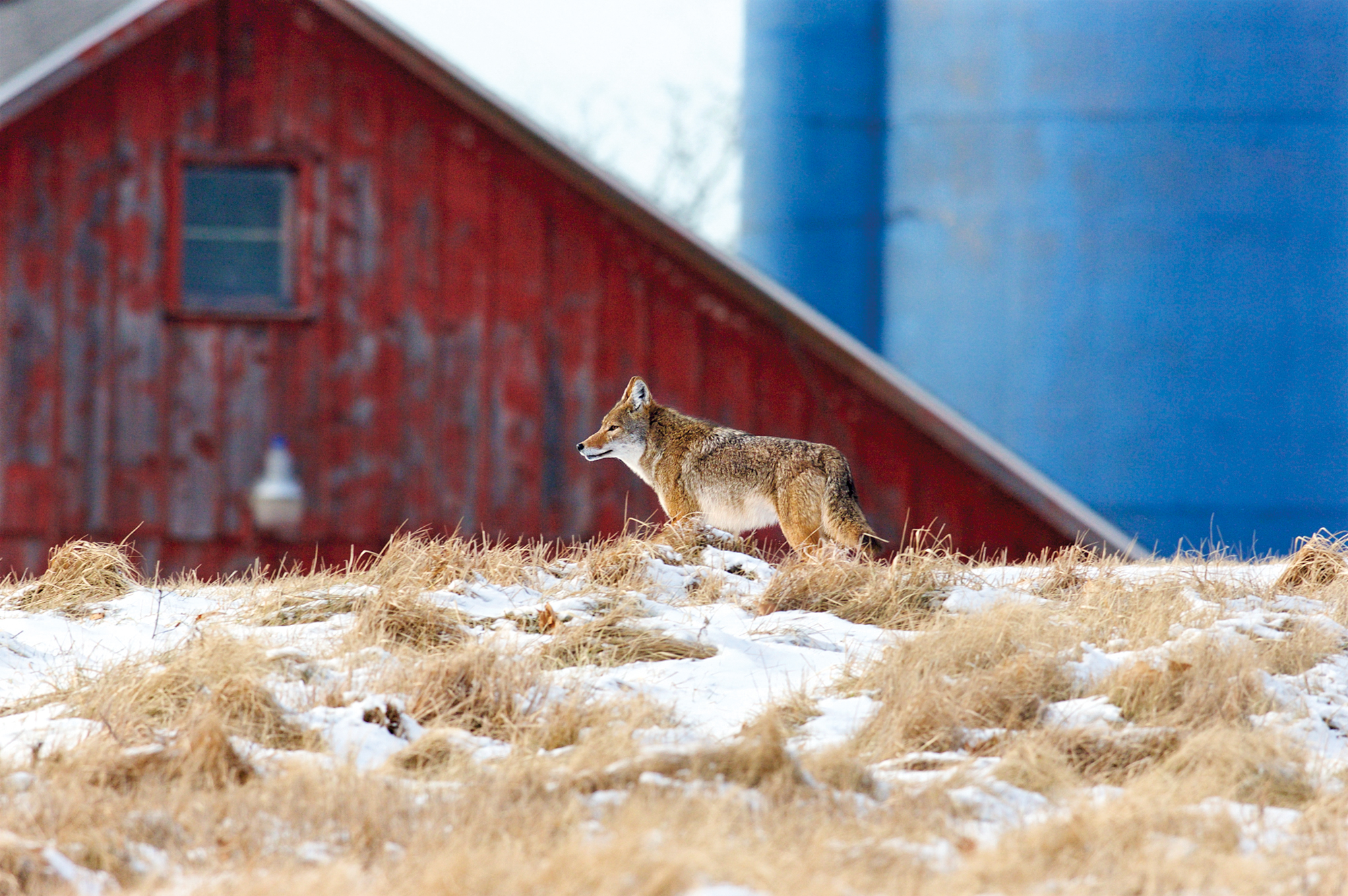 Coyote hunting in farm country