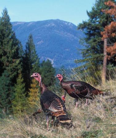 How to Hunt High-Country Turkeys
