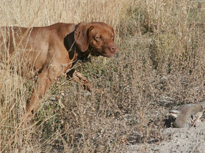 httpswww.outdoorlife.comsitesoutdoorlife.comfilesimport2014importImage2008legacyoutdoorlifedog_Vizsla.jpg