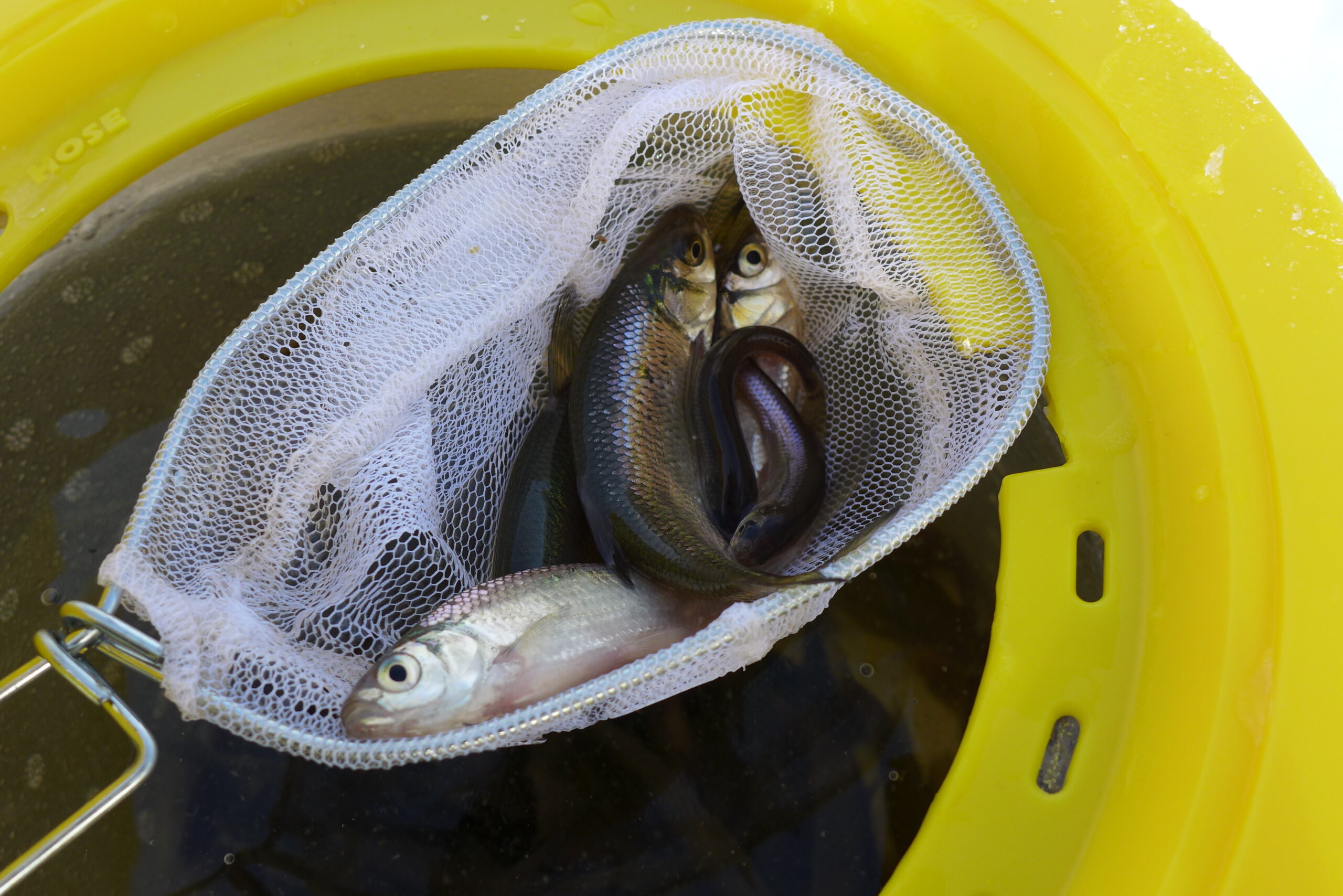 bait for ice fishing catfish