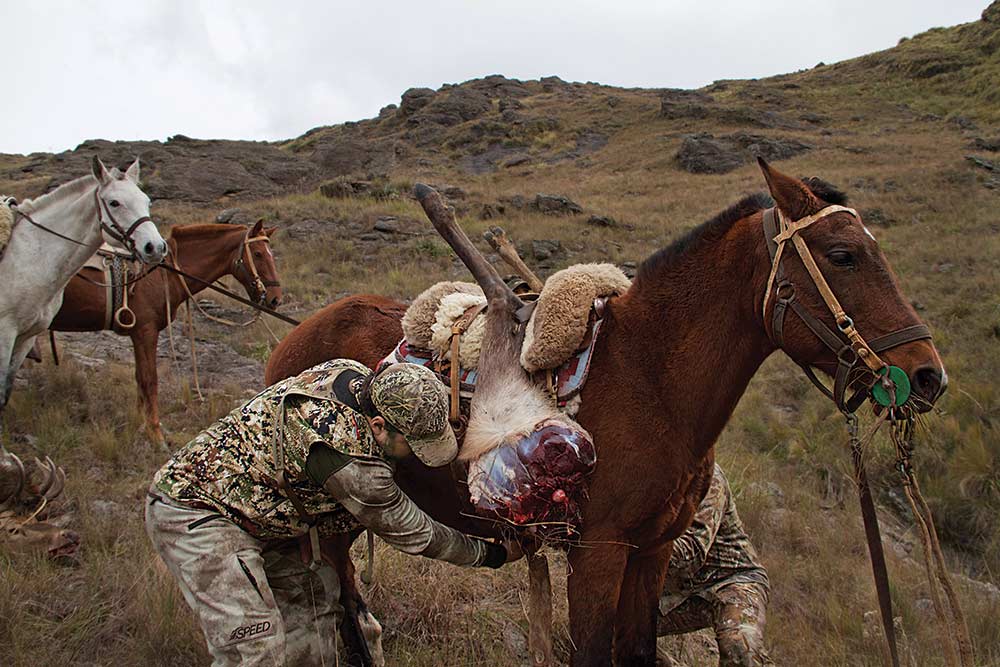 hunter loading pack horse with red deer meat
