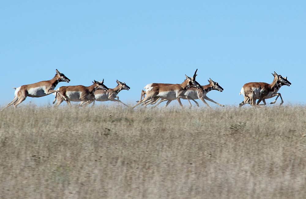 several pronghorn antelopes running across a field