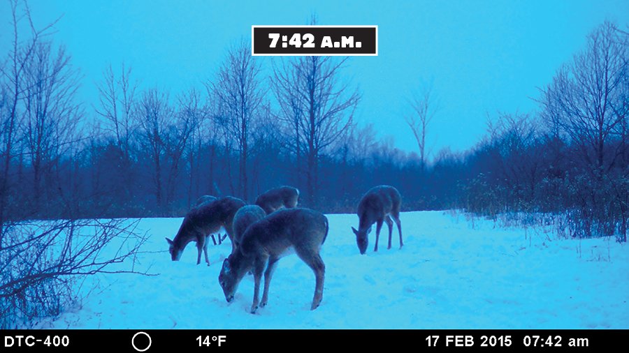 minox trail camera test