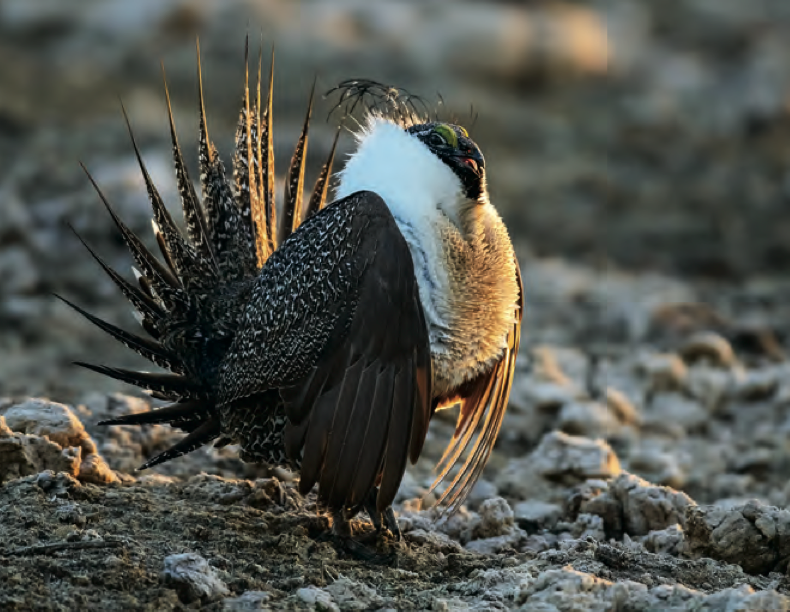 Tips and Tactics How to Hunt Grouse