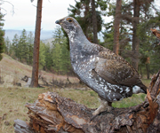Upland Bird Hunting: Tips for Targeting the Underrated Blue Grouse