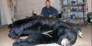 World Record Bear?