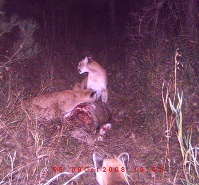 Mountain Lions Feast On Deer Kill
