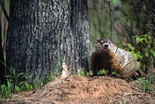 Woodchuck Hunting: Three Tips to Take More Groundhogs