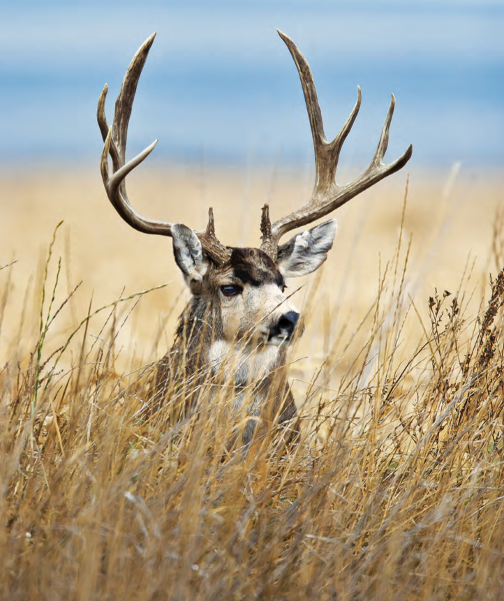 Tips and Tactics How to Hunt Mule Deer