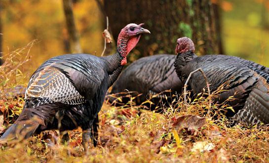 Tips for Bowhunting Fall Turkeys