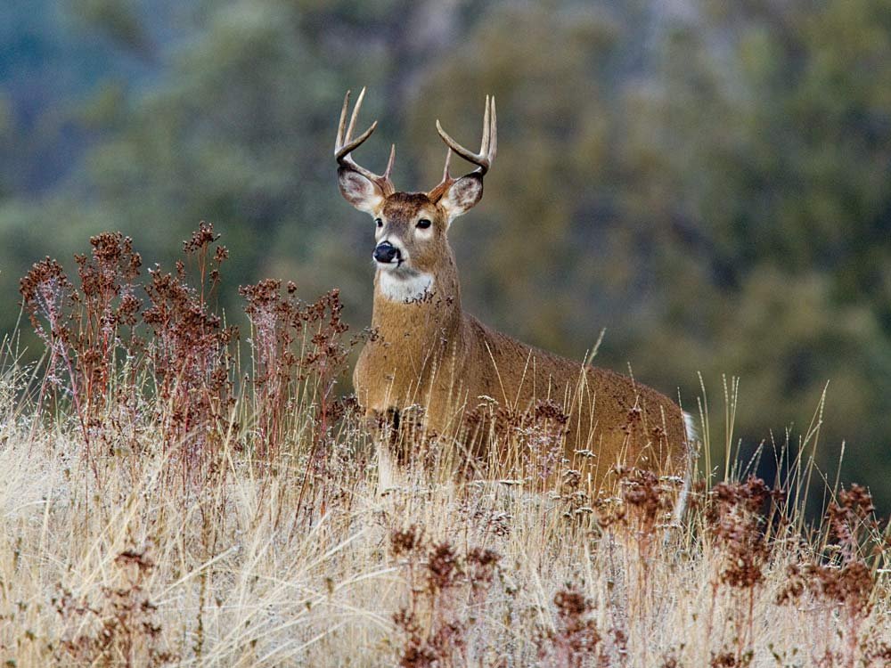 young montana whitetail buck