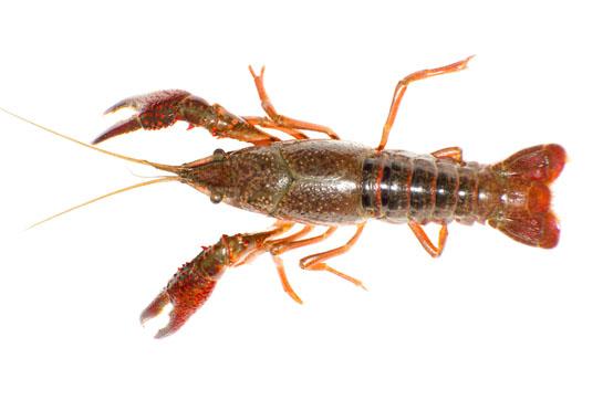 A Beginner’s Guide to Fishing with Crayfish
