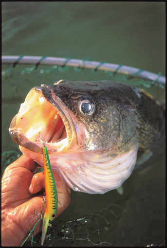 5 Tips for Dirty-Water Walleyes