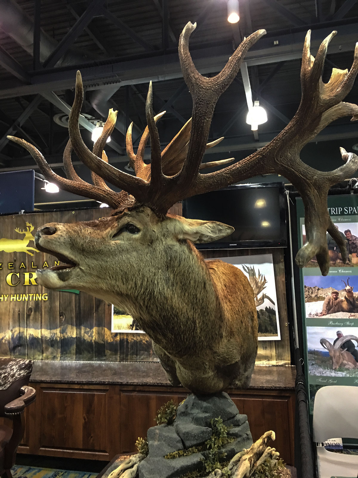 record stag mount