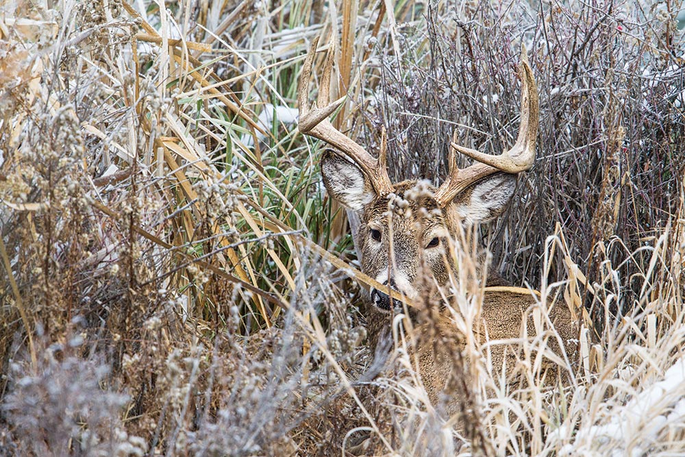 deer hiding in brush