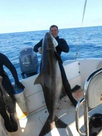 Spearfisherman Catches Potential Record Cobia in Brazil