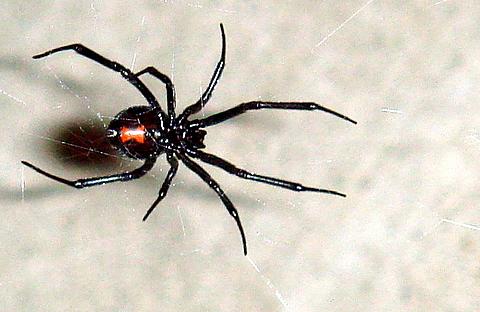 Survive a Black Widow Spider Bite
