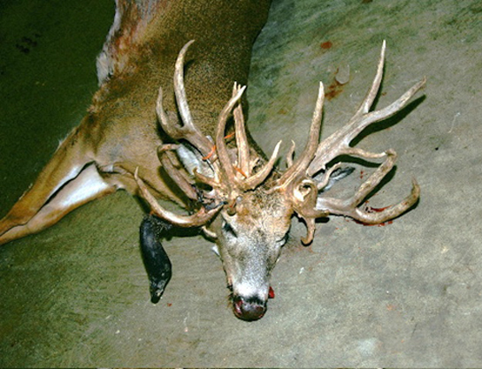 30-Point Illinois Deer is a Doe