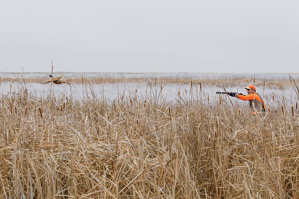 pheasant hunting in cattails