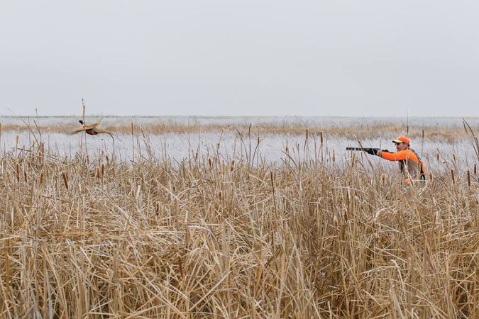 Hunt the Cattails to Shoot Your Limit of Pheasants on Public Land