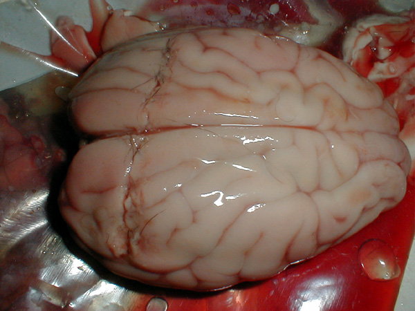 uncooked deer brain