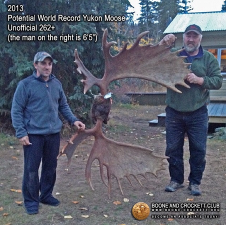 Record Moose Alert: Potential World-Record Bull Killed in the Yukon
