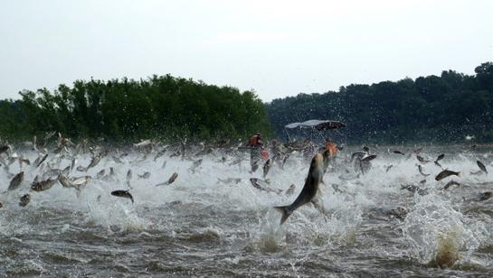 $9.5 Billion Project Proposed to Stop Asian Carp