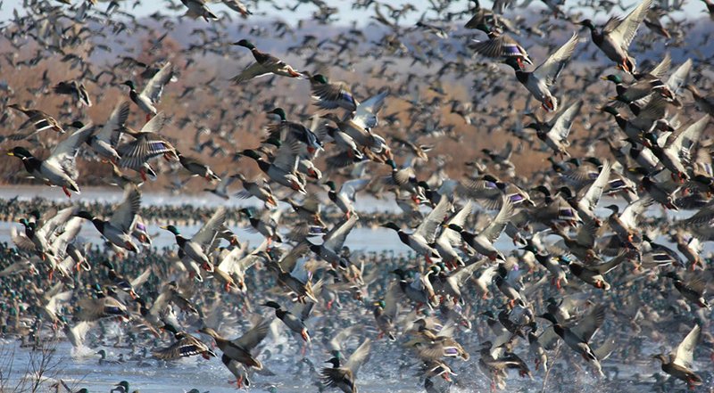 migrating mallards