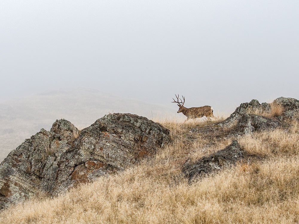 Montana mule deer walks along a ridgeline