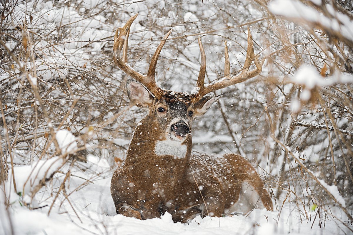 3 Incredible Stories of Snow Tracking Bucks in the Big Woods