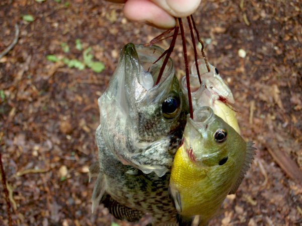 10 Techniques for Catching Fish in a Survival Situation