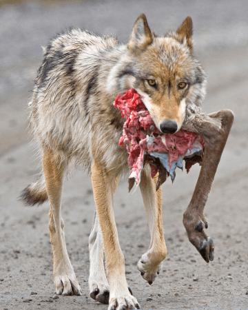 wolf with caribou hindquarter