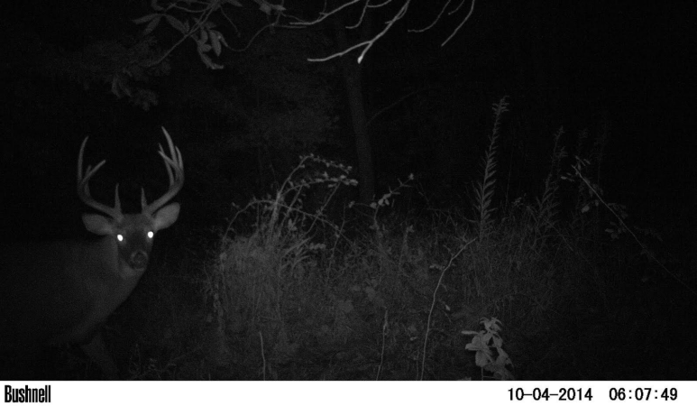 Whitetail Deer: How to Hunt the October Shift