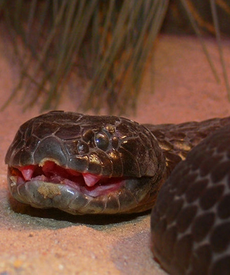 Deadliest Snakes in the World