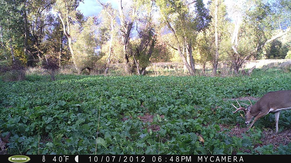 8 point buck on trail cam footage of food plot