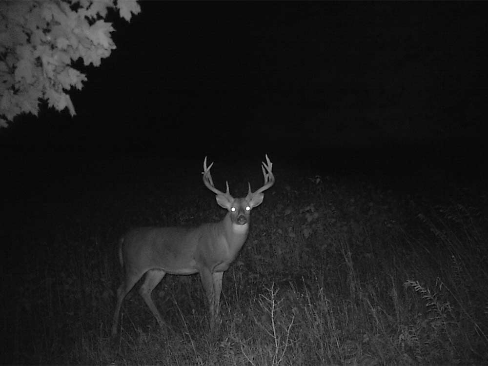 deer at night in the woods