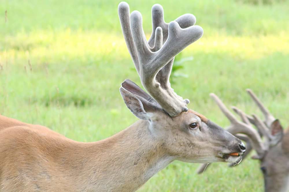 young buck with velvet antlers