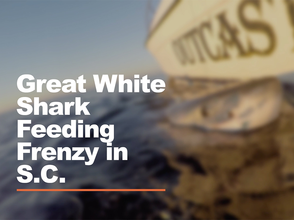 great white shark feeding frenzy in south carolina