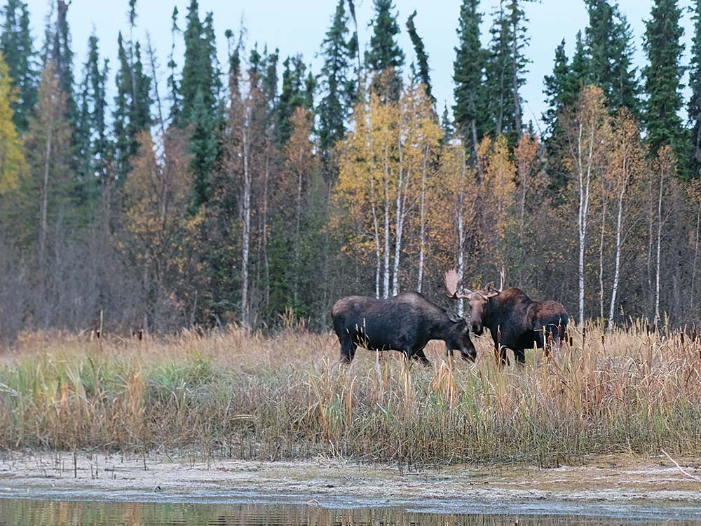 toa lake moose