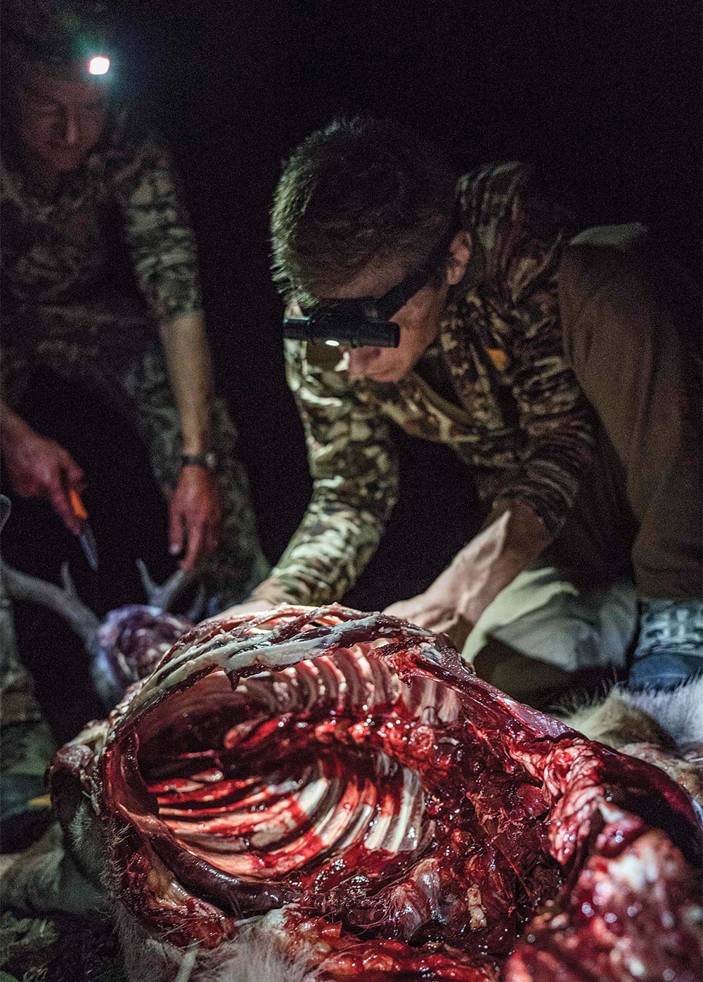 field dressing a mexico coues deer