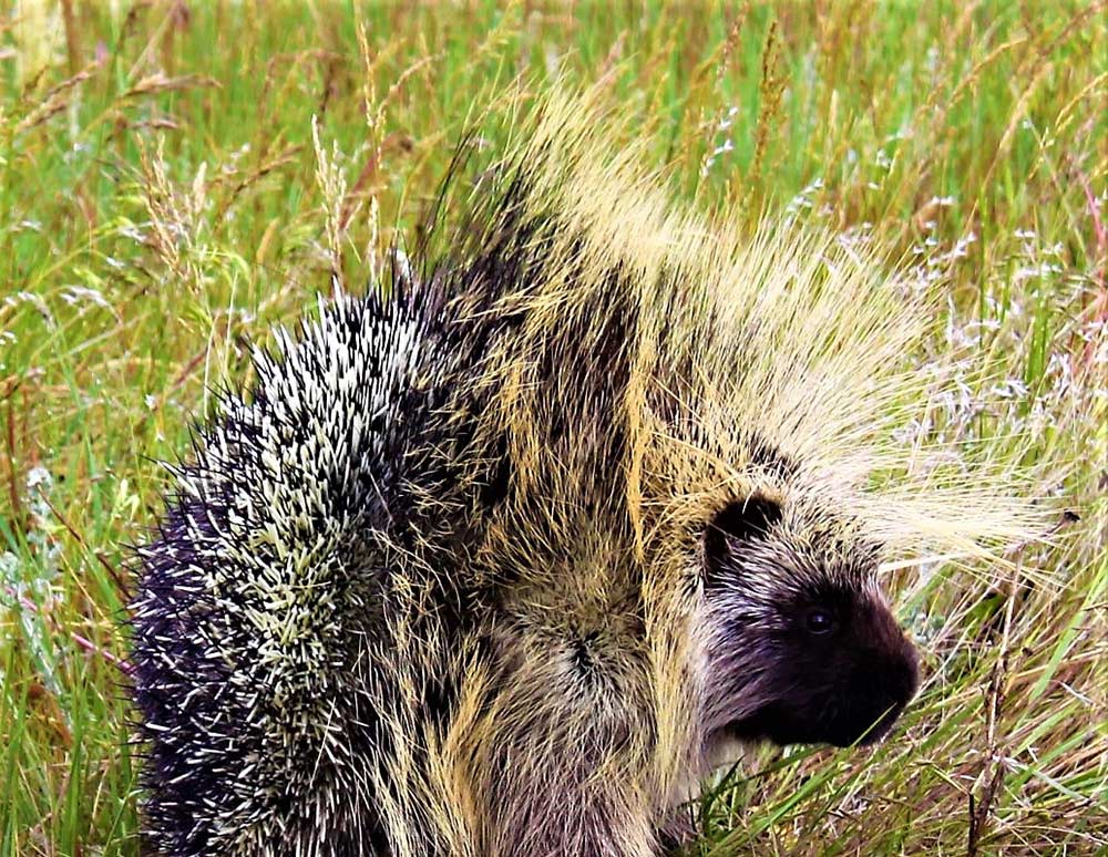 porcupine on the ground