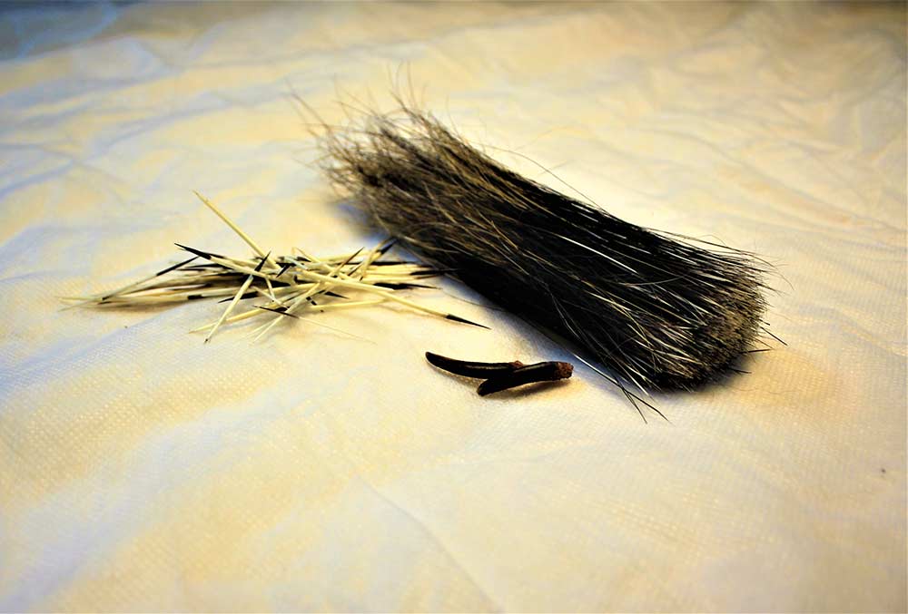How to Remove Porcupine Quills For Fun and Profit