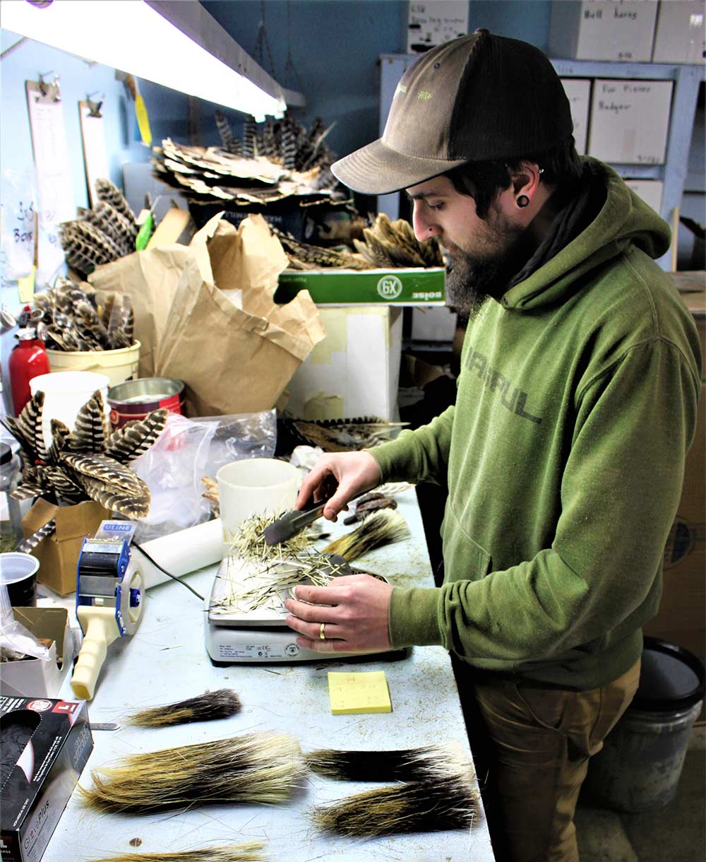 sorting quills of a porcupine