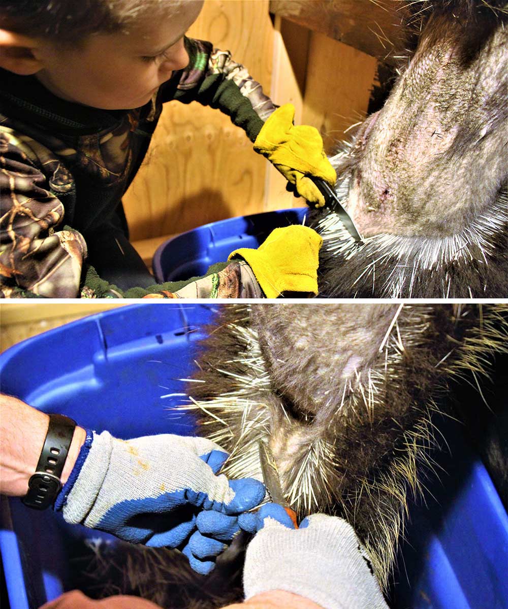 How to Remove Porcupine Quills For Fun and Profit
