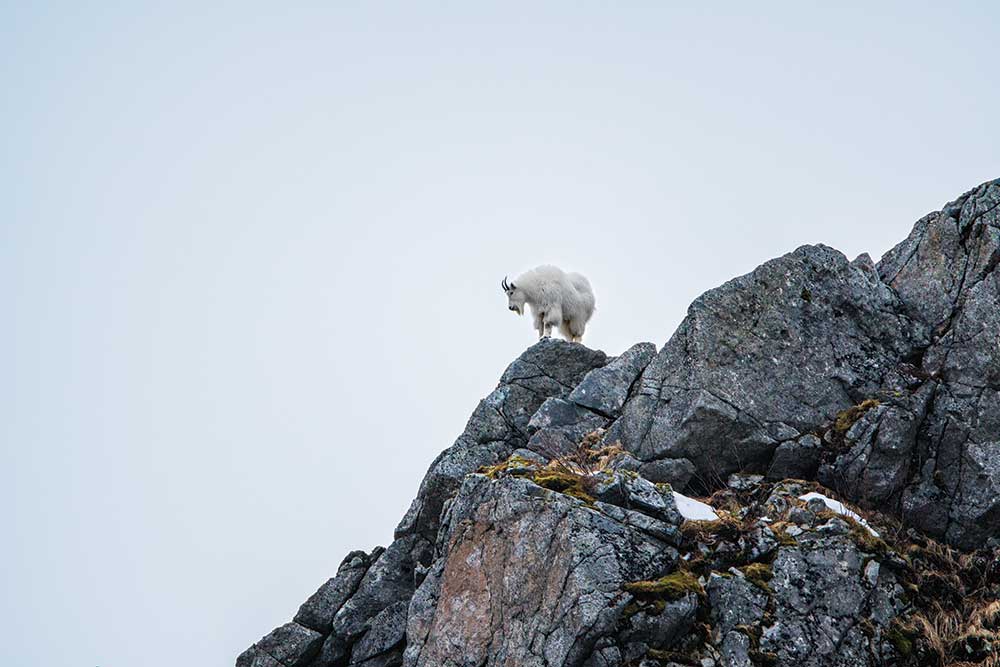 goat on a mountain side