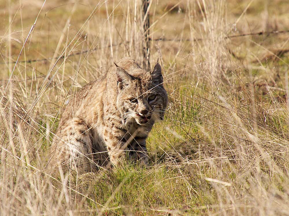 bobcat standing next to wire fence