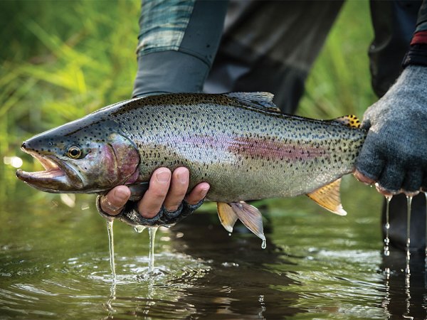 small rainbow trout on the kamchatka river
