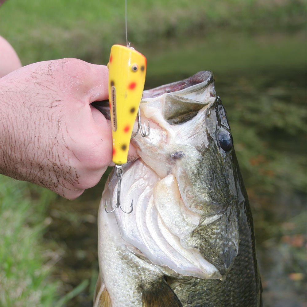 Another bass tricked by the famed Creek Chub Plunker