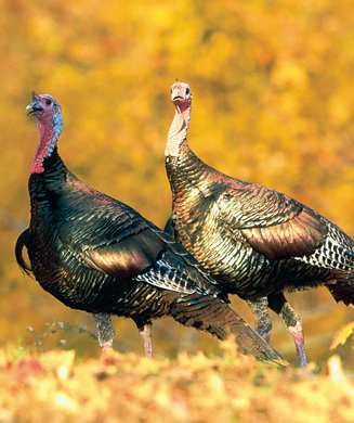 Four Thanksgiving Wild Turkey Recipes to be Grateful About